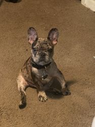 Merle Frenchie for Sale