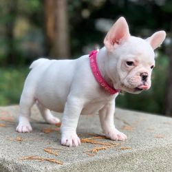 Merle is your dream french bulldog puppy