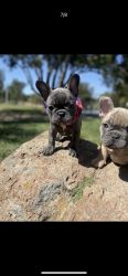French bull dogs -AKC