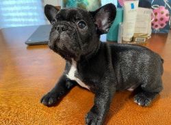 Frenchies For Rehoming