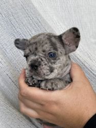 French Bulldog Puppies - Now Accepting Deposits