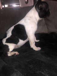 Male pie-colored frenchie. Shots/Dewormed. NO AKC.