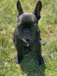 Male Frenchie from Serbia