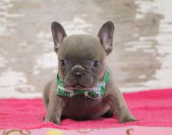 Blue Males And Female French Bulldogs Ready For New Homes