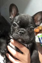 CKC French bulldog puppies 2 females 1 male 8 weeks old