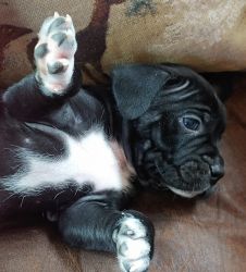 French bull bully pup
