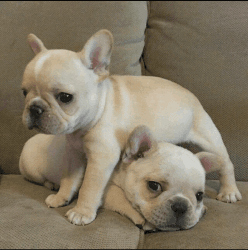 Healthy Male and Female French Bulldog Puppies