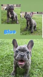 Male blue French bulldog puppy 16 weeks old