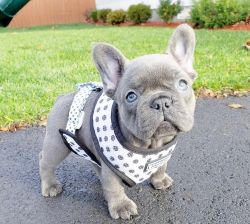 Sweet Blue French bulldog puppies Available