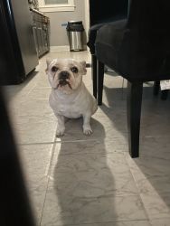 1 Year Old Cream Frenchie (Potty Trained)
