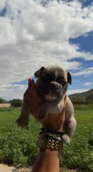 Blue fawn frenchies for sale