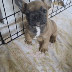Blue fawn frenchie-M