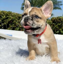 Excellent Female Frenchie for Sale