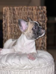 Male Pied Sable French Bulldog