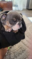 Adorable French Bull Dog for Sale