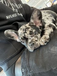 I have a Merle French bulldog full vaccinated who is looking for a hom