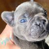 Angel Paws French Bulldogs