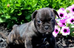 courageous French Bulldog Puppies