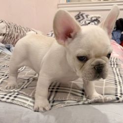 Newborn Cream White French Bulldog