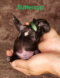 AKC registered French Bulldogs
