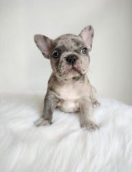 Beautiful Exotic Frenchies for Sale