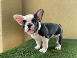 Beautiful Male French Bulldog looking for his forever home