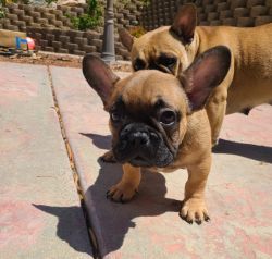French Bulldog Puppies with Amazing Stucture