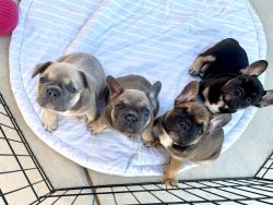 3 male frenchies for sale