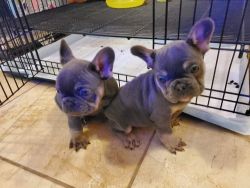 Frenchy pups for sale