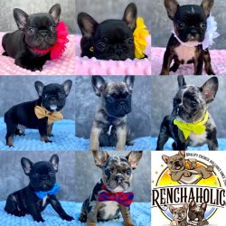 Quality health tested French Bulldogs in Pennsylvania