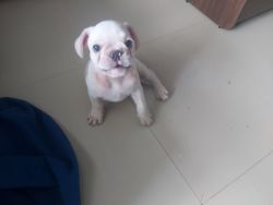 French bulldog puppy for sale in mumbai