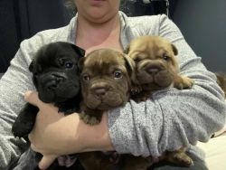 3 Gorgeous female frenchiepei puppies for sale