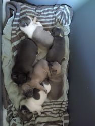 AKC Registered French Bulldog Puppies Ready October 15th