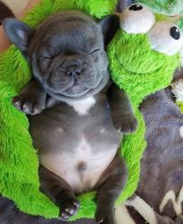 I am selling two french bulldog puppies