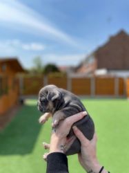 9 weeks French Bulldog puppies available