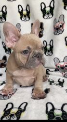 Frenchie Babies