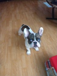 10 month old french bulldog