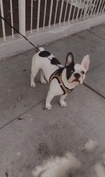 6 month old pied frenchie boy