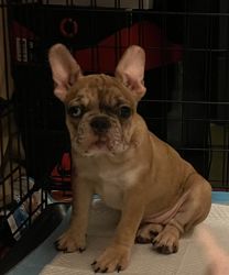 Female Merle frenchie (home pet)