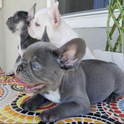 Three French bulldogs for sale