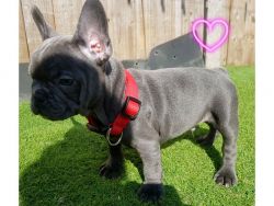 french bulldog puppies for sale now