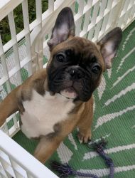 Frenchie Fawn Male 11 weeks