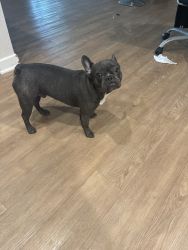 Blue French puppy for sale in the van Nuys area