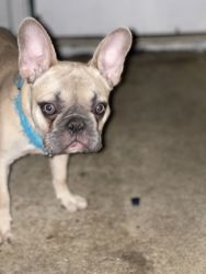 Tank is a brown pretty French bulldog looking for a loving home