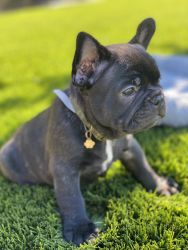 Frenchie pup