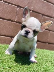 Frenchie puppies available