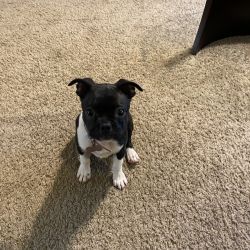Frenchton Pup