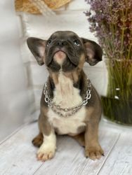 An amazing French bulldog from Europe