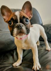 Intelligent Frenchie girl from Europe