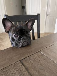 11 month old French bulldog for sale